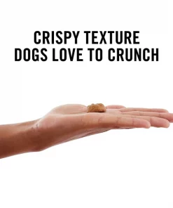 American Journey Peanut Butter Recipe Grain-Free Oven Baked Crunchy Biscuit Dog Treats 11 American Journey Peanut Butter Recipe Grain-Free Oven Baked Crunchy Biscuit Dog Treats -American Journey Store 125861 PT3. SY630 V1632187417