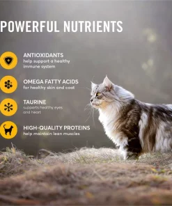 American Journey Chicken Recipe Grain-Free Dry Cat Food -American Journey Store 131577 PT4. SY630 V1607383634