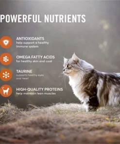 American Journey Turkey & Chicken Recipe Grain-Free Dry Cat Food -American Journey Store 131581 PT4. SY630 V1607385124