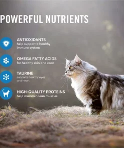 American Journey Salmon Recipe Grain-Free Dry Cat Food -American Journey Store 131587 PT4. SY630 V1607392042