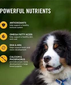 American Journey Large Breed Puppy Chicken & Sweet Potato Recipe Grain-Free Dry Dog Food -American Journey Store 151816 PT4. SY630 V1607143036