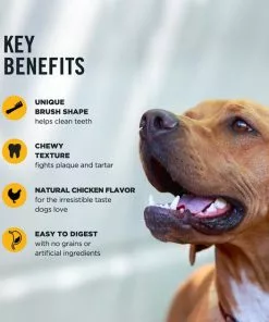 American Journey Large Grain-Free Original Dental Dog Treats -American Journey Store 213564 PT6. SY630 V1600468357