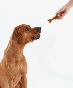 American Journey Large Grain-Free Original Dental Dog Treats -American Journey Store 213564 PT8. SY630 V1600465627