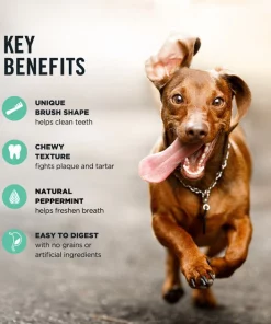 American Journey Small Grain-Free Fresh Dental Dog Treats 16 American Journey Small Grain-Free Fresh Dental Dog Treats -American Journey Store 213568 PT7. SY630 V1600469248