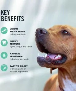 American Journey Large Grain-Free Fresh Dental Dog Treats -American Journey Store 213572 PT7. SY630 V1600463839