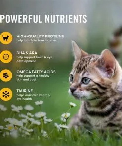 American Journey Kitten Minced Chicken Recipe in Gravy Grain-Free Canned Cat Food, 3-oz, case of 24 -American Journey Store 242874 PT4. SY630 V1608267436