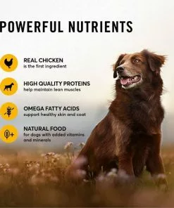 American Journey Chicken & Salmon Recipe Grain-Free Canned Dog Food 13 American Journey Chicken & Salmon Recipe Grain-Free Canned Dog Food -American Journey Store 287341 PT3. SY630 V1649265720