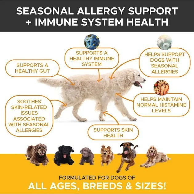 American Journey||PetHonesty American Journey Active Life Formula Chicken, Brown Rice & Vegetables Recipe Dog Food + PetHonesty Allergy Support Immunity Strength & Digestive Health Soft Chews Dog Supplement 9 American Journey||PetHonesty American Journey Active Life Formula Chicken, Brown Rice & Vegetables Recipe Dog Food + PetHonesty Allergy Support Immunity Strength & Digestive Health Soft Chews Dog Supplement - Image 7