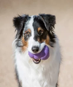 American Journey||KONG American Journey Senior Chicken & Sweet Potato Recipe Grain-Free Dry Food + KONG Senior Dog Toy, Large -American Journey Store 302324 PT7. SY630 V1623054741