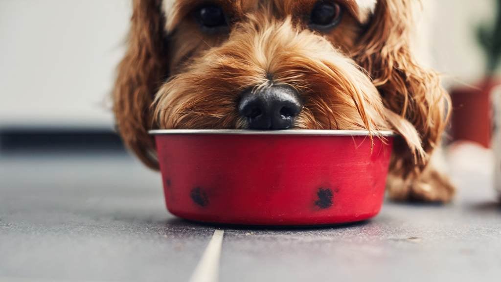 American Journey Store -American Journey Store article what should feed dog